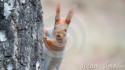 red squirrel sits on a birch trunk Stock Photo