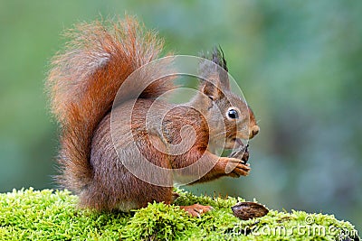 A red squirrel sitting on a trunk Stock Photo