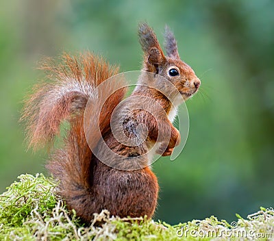 A red squirrel sitting on a trunk Stock Photo