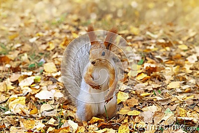 Red squirrel, small forest animal, close-up. Portrait of funny squirrel Stock Photo