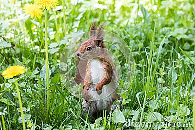 Red squirrel standing in green grass with growing dandelions. cl Stock Photo