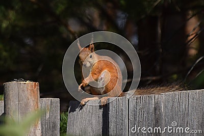 Squirrel with tassels on the ears sitting on the fence Stock Photo