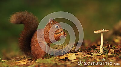 Red Squirrel and Toadstool Stock Photo