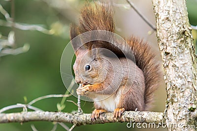 Red squirrel Stock Photo