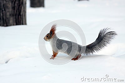 Red squirrel in winter Stock Photo