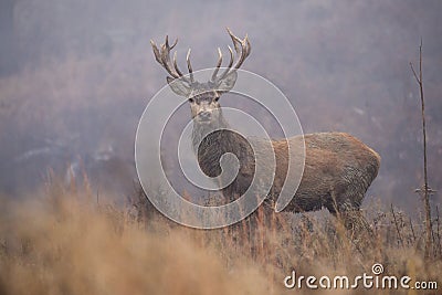 Red stag in fog Stock Photo