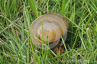 Red-stalked Boletus - Boletus erythropus Stock Photo