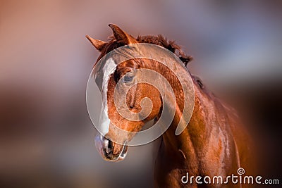 Red stallion in sunshine Stock Photo