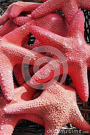 Red Star Fish Stock Photo