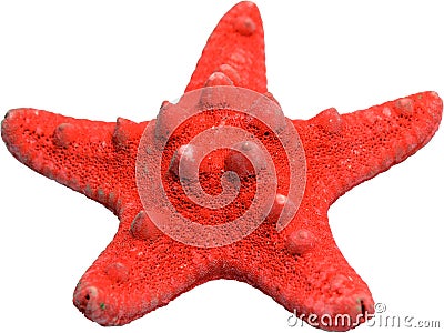 Red Star Fish Stock Photo