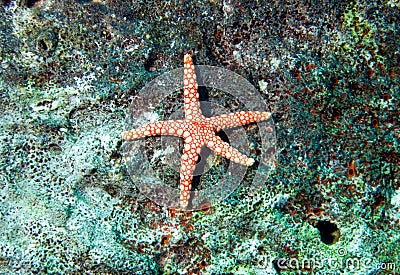 Red star fish, fromia monilis Stock Photo