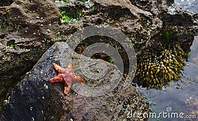Red star fish on grey stone near water Stock Photo