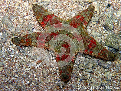 Red Star Fish on Sand Stock Photo