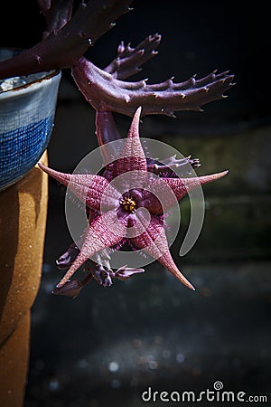 Red star shape ,stepelia huernia blooming in planting pot Stock Photo