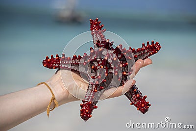 Red starfish in a hand of girl with white shore Sand and ocean with boat on the background in Zanzibar, Tanzania Stock Photo