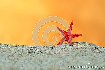 Red starfish on sand on background of sunset sky Stock Photo