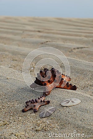 Red starfishes on the surface of the sand when sea fully recedes Stock Photo