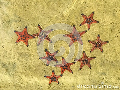 Red starfishes on white sand on sunny tropical beach, Phu quoc island, beautiful red starfish in crystal clear sea, travel concept Stock Photo