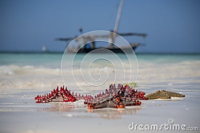 Red starfishes on a white shore Sand and ocean with boat on the background on Zanzibar, Tanzania Stock Photo