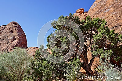 Red stone desert scene with pinon pine Stock Photo