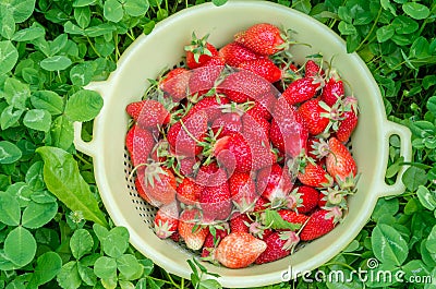 Red strawberries in a yellow bowl. Freshly picked organic strawberries from the home garden. Green background of clover. Natural Stock Photo