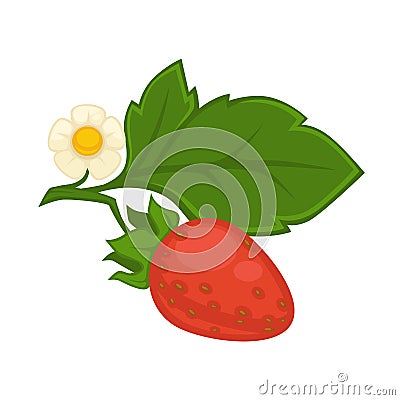 Red strawberry with green leaf and flower isolated on white Vector Illustration