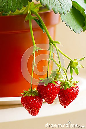 Red strawberry is hanging down Stock Photo