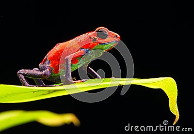 Red strawberry poison dart frog Costa rica Stock Photo