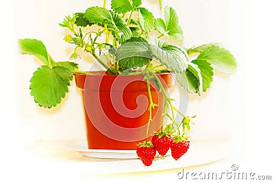 Red strawberry on pot culture Stock Photo