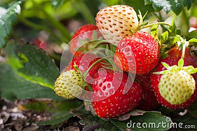 Red strawberry and unripe white fruits on a strawberry bush growing on a bed Stock Photo