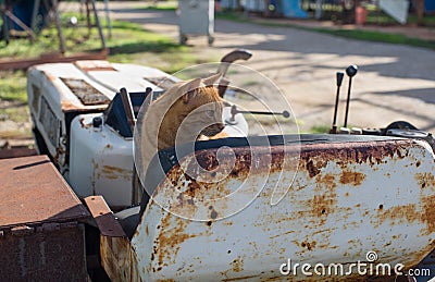 Red stray cat on a rusty abandoned bulldozer Stock Photo