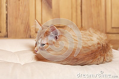Red striped Kitten curled up on light colored pillow with wooden background Stock Photo