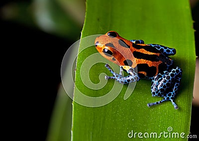 Red striped poison dart frog blue legs Stock Photo