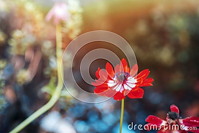 Red Summer Pheasant's Eye flower in sunlight. Adonis Aestivalis Stock Photo