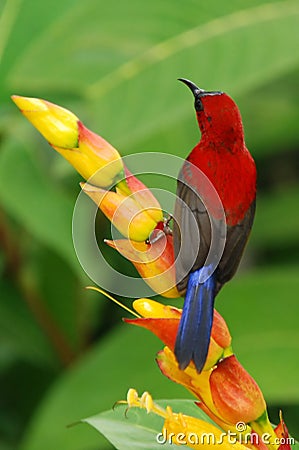 Red sunbird with flower Stock Photo