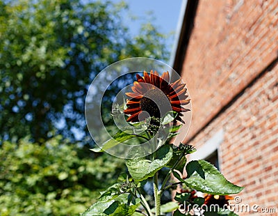 Red sunflower and blur rainbow background Stock Photo