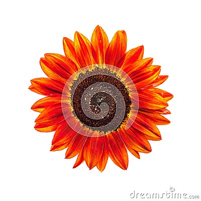 Red sunflower on white background Stock Photo