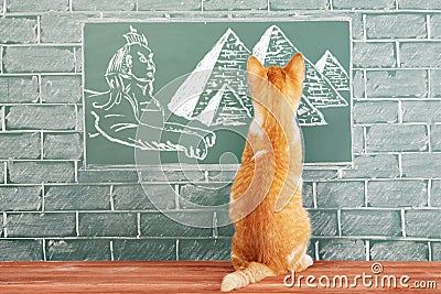 Red sunny cat, the sacred animal of the ancient Egyptians Stock Photo