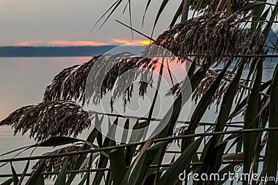 Red sunrise behind grass plumes early morning red sunrise on Rend Lake, Illinois Stock Photo