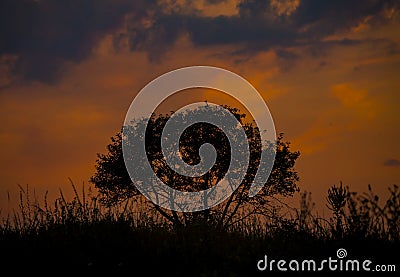 Red sunset on the background of the silhouette of a tree and dry grass. Red Sky. Global warming, climate change, extreme heat Stock Photo