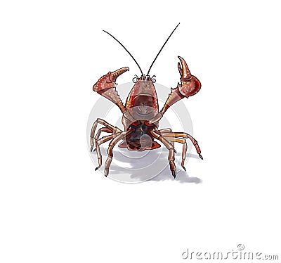 Red swamp crawfish Cartoon Illustration