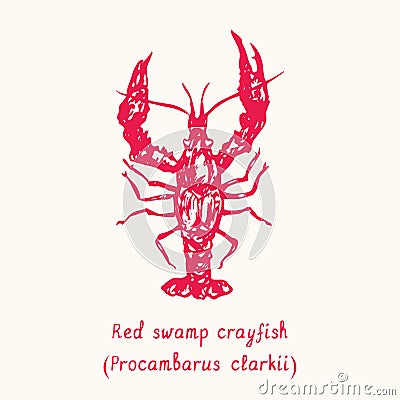 Red Swamp Crayfish Procambarus clarkii top view. Ink black and white doodle drawing in woodcut style Vector Illustration