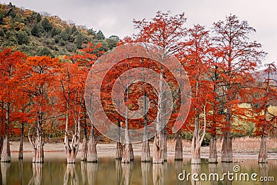 Red swamp cypresses, autumn landscape with lake Stock Photo