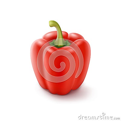 Red Sweet Bulgarian Bell Pepper Isolated Vector Illustration