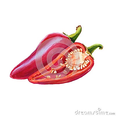 Red sweet pepper. isolated on white background. watercolor illus Cartoon Illustration