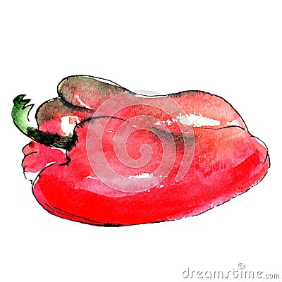 Red sweet pepper watercolor illustration on white background Cartoon Illustration