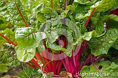 Red swiss chard Stock Photo