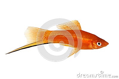 Red Swordtail Xiphophorus Helleri aquarium fish isolated on white Stock Photo