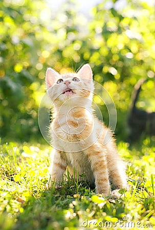 Red tabby cat Stock Photo