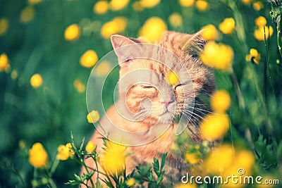 Red tabby cat on the flower lawn Stock Photo